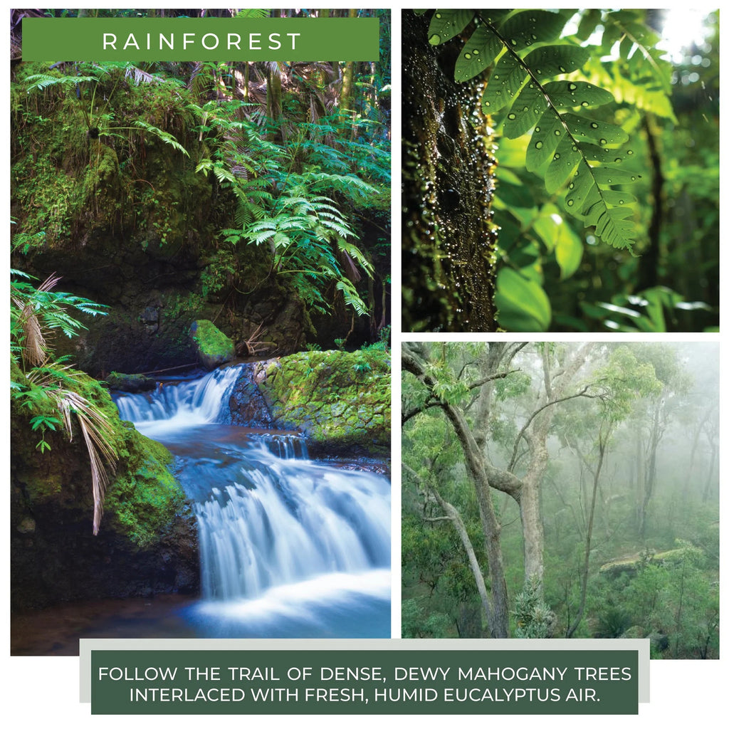 A Cheerful Giver Rainforest - Room Air Infuser - A Secret Admirer